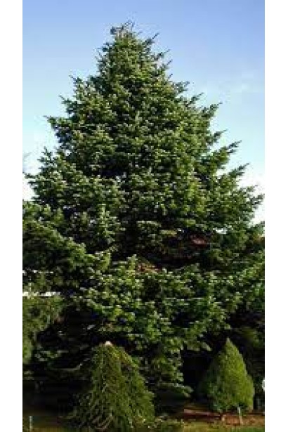 Доросла ялиця Нобіліс: велике дерево для ландшафтних композицій і паркових зон.